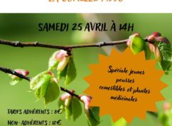 Balade reconnaissance plantes sauvages comestibles et médicinales