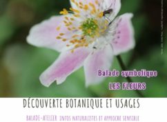 Balade symbolique les fleurs