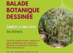 Balade botanique dessinée… Les lichens de Bibracte !