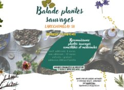 Balade reconnaissance plantes sauvages comestibles et médicinales