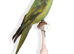 Visite guidée : Drôles d’oiseaux, lumière sur une collection exotique