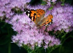 Rendez-vous aux jardins