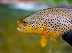 Matinée Pêche à la truite
