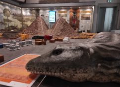 Visite guidée « Les joyaux du Muséum »