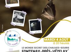 Le monde secret des chauves-souris