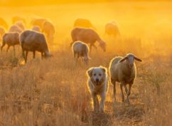 Concours de chien de troupeau