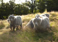 Visite collective ferme lainière au sommet du Morvan en néerlandais
