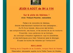 Sur la piste du blaireau !