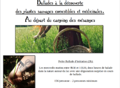Balade à la découverte des plantes sauvages comestibles et médicinales