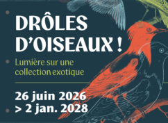 Exposition « Drôles d’oiseaux : lumière sur une collection exotique »
