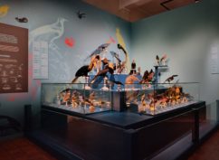 Visite guidée : Drôles d’oiseaux, lumière sur une collection exotique