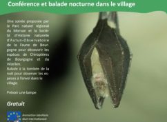Nuit de la Chauve-Souris, à la découverte des Chauves-souris du Vézelien