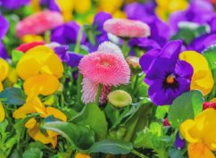 Rencontres Papotes et astuces au jardin
