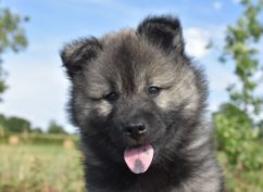 Nationale d&rsquo;élevage Eurasier