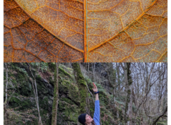 Retraite Automnale : ralentir au rythme de la nature