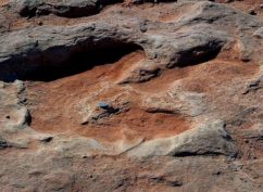 Du Jurassique au Pléistocène, voyage à travers les environnements du passé (conférence – Fête de la Science)