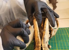 La conservation préventive des collections patrimoniales (Conférence – Fête de la Science 2026)