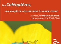Les coléoptères, un exemple de réussite dans le monde vivant (conférence)