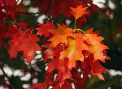 L ‘automne en fête