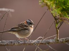 Observation des oiseaux