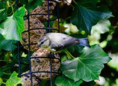 Atelier : Fabrication de boules de graisse pour les oiseaux
