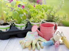 Découverte et visite du Jardin Commun