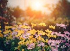 Découverte et visite du Jardin Commun
