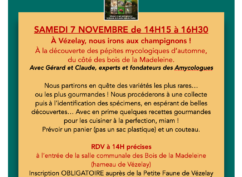 A Vézelay, nous irons aux champignons !