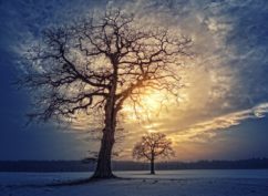 Balade nature symbolique L’HIVER