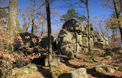 <h4>11 - NOTRE FORET AU DUC</h4>