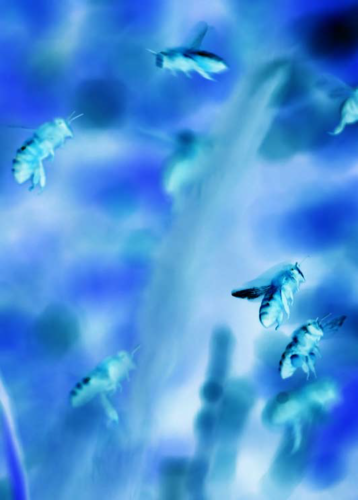 <h4><b>3 - LES EVEILLES DU VAL </b><br> Projet Cité radieuse des abeilles<br>_</h4>